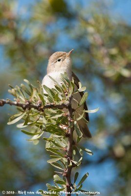 Western Bonelli's WarblerPhylloscopus bonelli