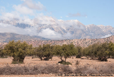 From Argan Steppe to the High Atlas Mountains