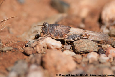 Grasshopper spec.Sphingonotus spec.