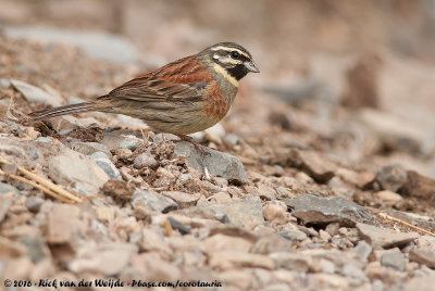 Cirl Bunting  (Cirlgors)