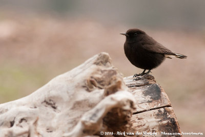 Black WheatearOenanthe leucura riggenbachi