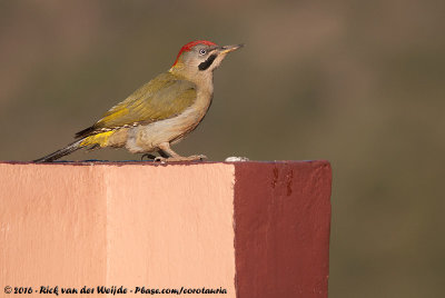 Levaillant's WoodpeckerPicus vaillantii