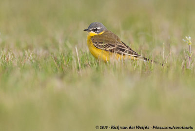 Blue-Headed Wagtail<br><i>Motacilla flava flava</i>