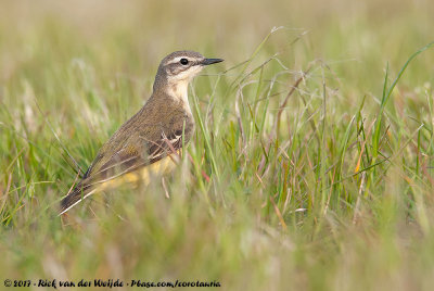 Western Yellow WagtailMotacilla flava ssp.