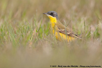 Grey-Headed WagtailMotacilla flava thunbergi