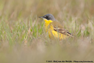 Grey-Headed WagtailMotacilla flava thunbergi