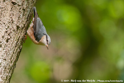 Eurasian NuthatchSitta europaea caesia