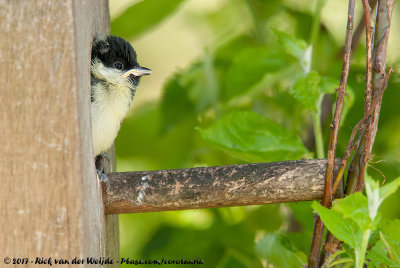 Great TitParus major major