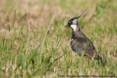 Northern LapwingVanellus vanellus