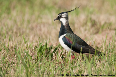 Northern LapwingVanellus vanellus