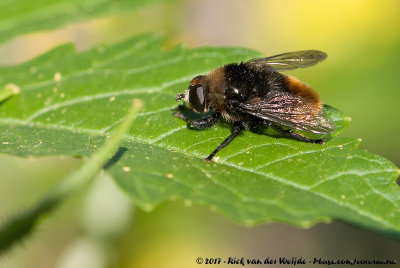 Narcissus Bulb Fly  (Grote Narcisvlieg)