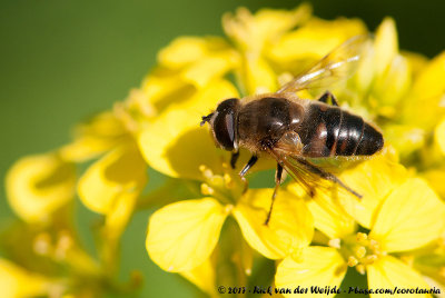 Drone FlyEristalis tenax