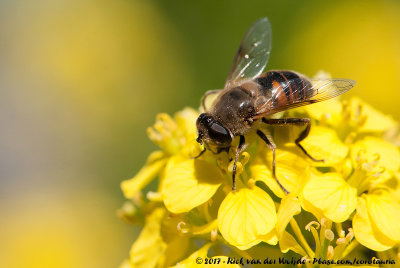 Drone FlyEristalis tenax