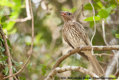 Australasian FigbirdSphecotheres vieilloti vieilloti