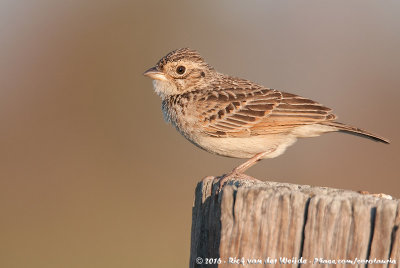 Singing Bush Lark<br><i>Mirafra javanica horsfieldii</i>