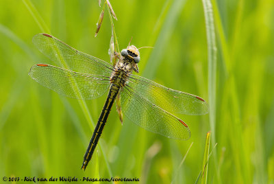Clubtail Dragonflies  (Rombouten)
