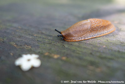 Red Slug (Rode Wegslak)