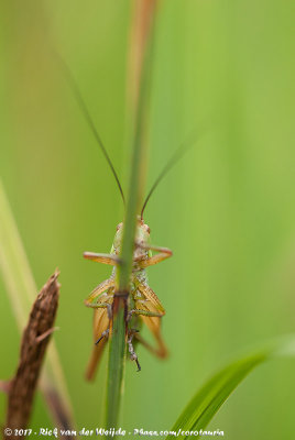 Roesel's Bush-CricketMetrioptera roeselii