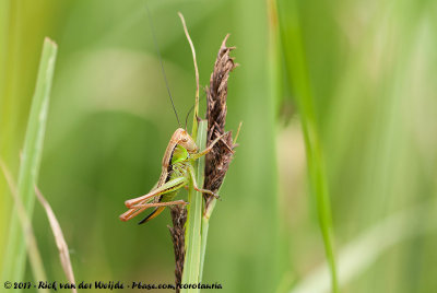 Roesel's Bush-CricketMetrioptera roeselii