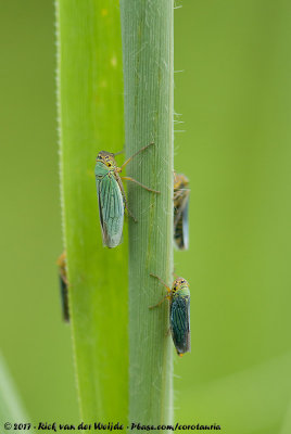 Green Leafhopper  (Groene Rietcicade)