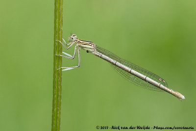 White-Legged DamselfyPlatycnemis pennipes