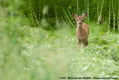 European Roe DeerCapreolus capreolus