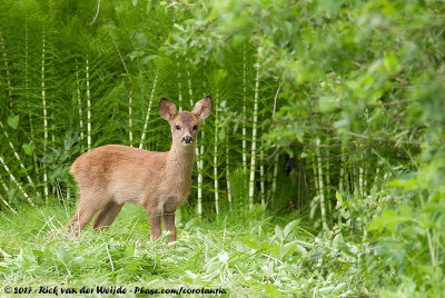 European Roe DeerCapreolus capreolus