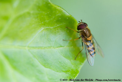 Lesser Banded Hoverfly  (Bessenbandzweefvlieg)