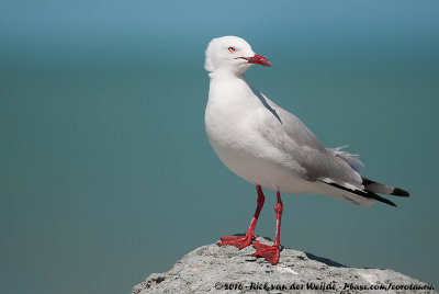 Silver Gull  (Witkopmeeuw)