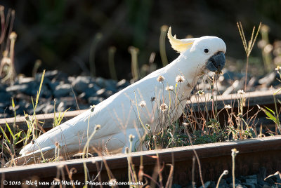 Sulphur-Crested Cockatoo  (Grote Geelkuifkaketoe)