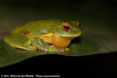 Red-Eyed Tree Frog  (Ranoidea chloris)
