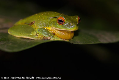 Red-Eyed Tree FrogRanoidea chloris