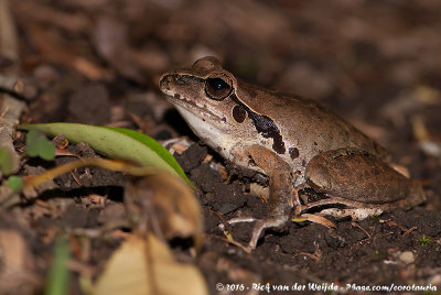 Wilcox's Frog  (Ranoidea wilcoxi)