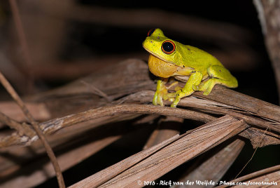 Red-Eyed Tree Frog<br><i>Ranoidea chloris</i>