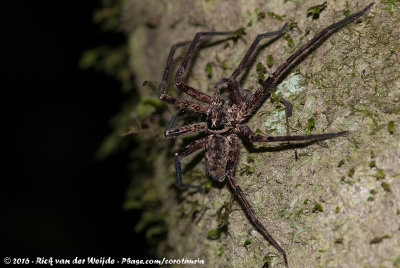 Brown Huntsman Spider  (Heteropoda sp. jugulans group)