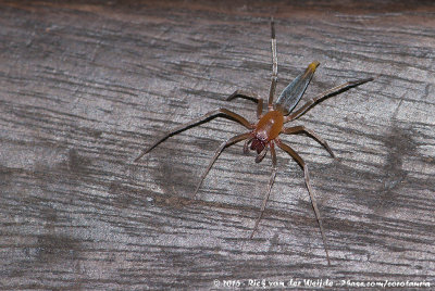 Clubionid SpiderAffinities to Pteroneta and Pseudoteroneta spp.