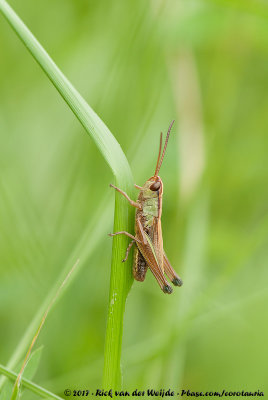 Meadow GrasshopperChorthippus parallelus parallelus