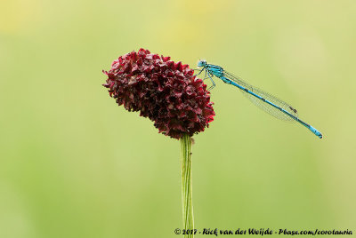 Azure DamselflyCoenagrion puella puella