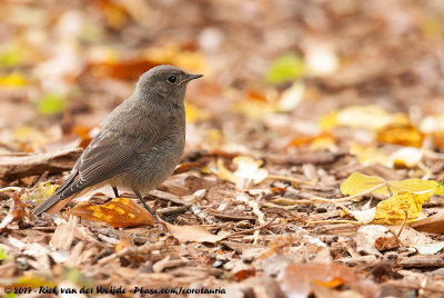 Black RedstartPhoenicurus ochruros gibraltariensis