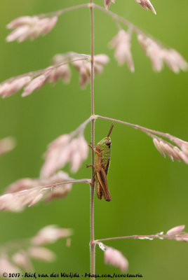 Meadow GrasshopperChorthippus parallelus parallelus