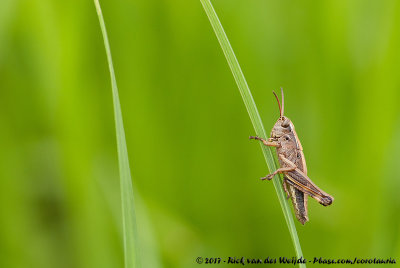 Large Marsh GrasshopperStethophyma grossum