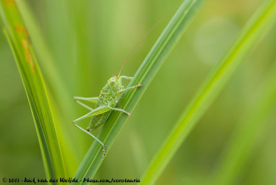 Great Green Bush-CricketTettigonia viridissima