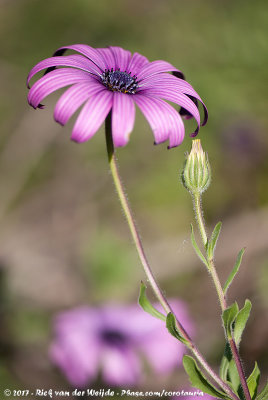 African Daisy  (Spaanse Margriet)