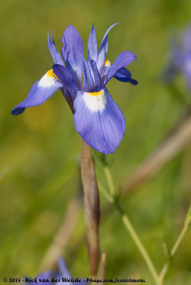 Barbary Nut Iris<br><i>Moraea sisyrinchium</i>