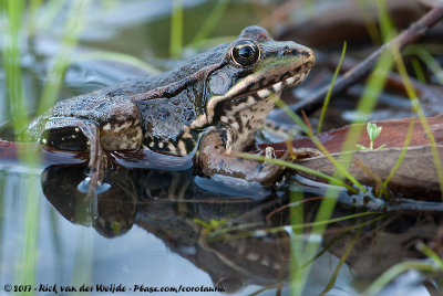 Perez' Water FrogPelophylax perezi