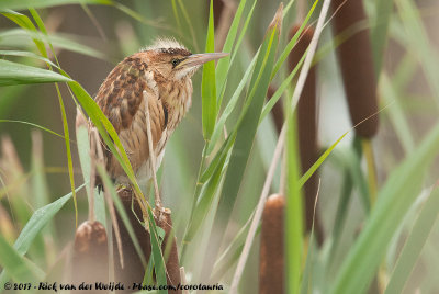 Little Bittern  (Woudaap)