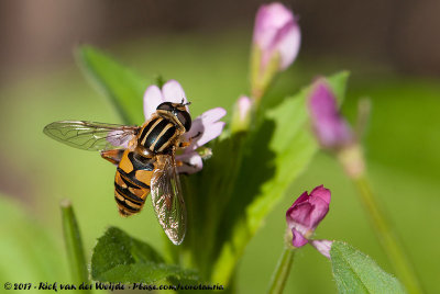 Common Tiger Hoverfly  (Gewone Pendelvlieg)