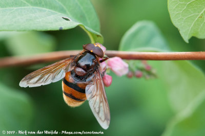 Hornet Mimic HoverflyVolucella zonaria