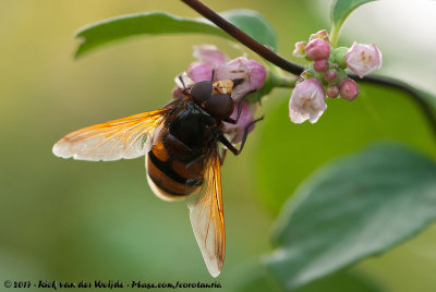 Hornet Mimic HoverflyVolucella zonaria
