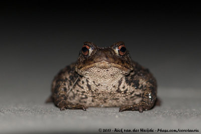 Common ToadBufo bufo